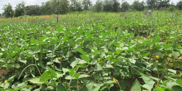 Cowpea flourishing under harsh semi-arid African Savanna climate.