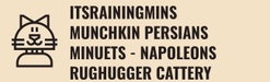 ITSRAINING MINS MINUET KITTENS NAPOLEON KITTENS PERSIAN MUNCHKINS