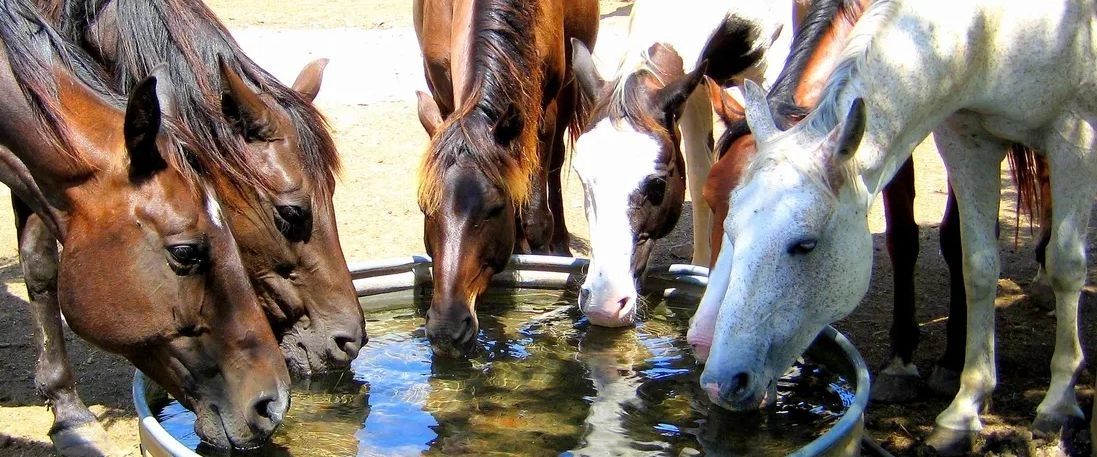 Happy Horse Haven