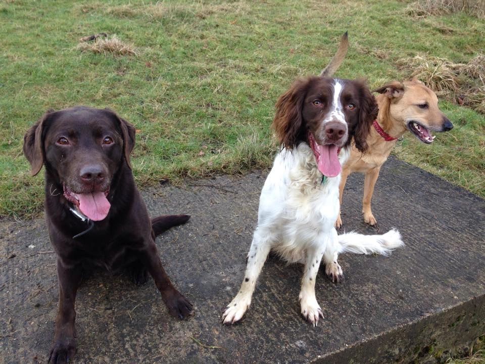 Dog Walking in Hemel Hempstead Chasing Tails Dog Walking