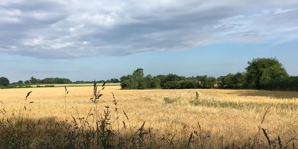 Beautiful rural Breckland countryside