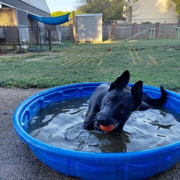 Black dog playing with a ball in a blue pool.