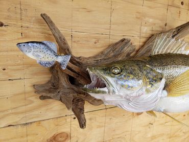 walleye fish taxidermy