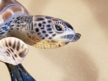 green sea turtle