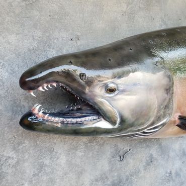 king salmon taxidermy