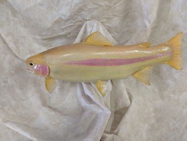 palomino trout fish taxidermy