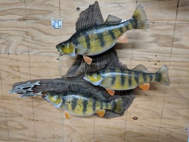 school of perch taxidermy fish