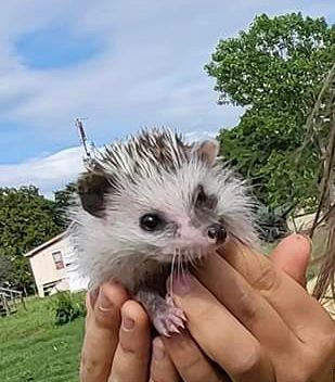 Sold at Auction: hedge hog