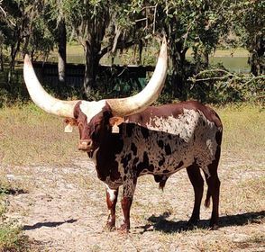 5 Year Old Watusi Steer