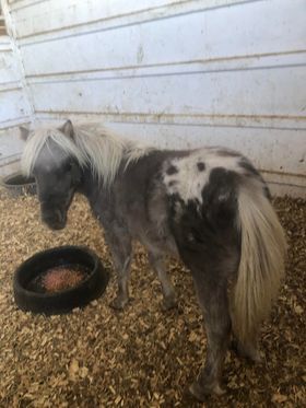 Mini Filly 6 Month Old Mini Filly