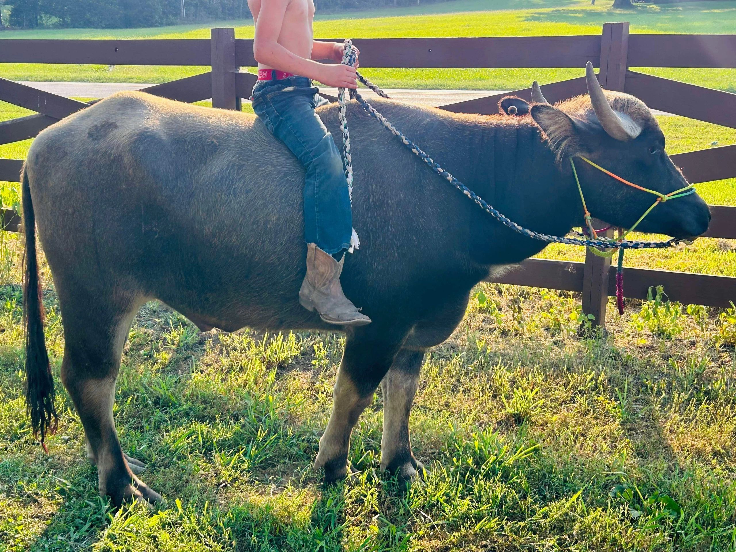 Water Buffalo Steer water-buffalo-steer