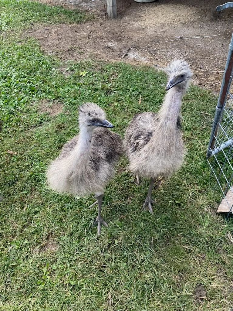 2 Blonde Emus and 6 Normal Emus