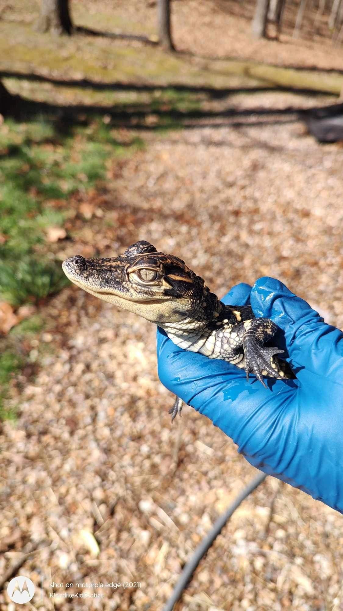 American Alligator american-alligator