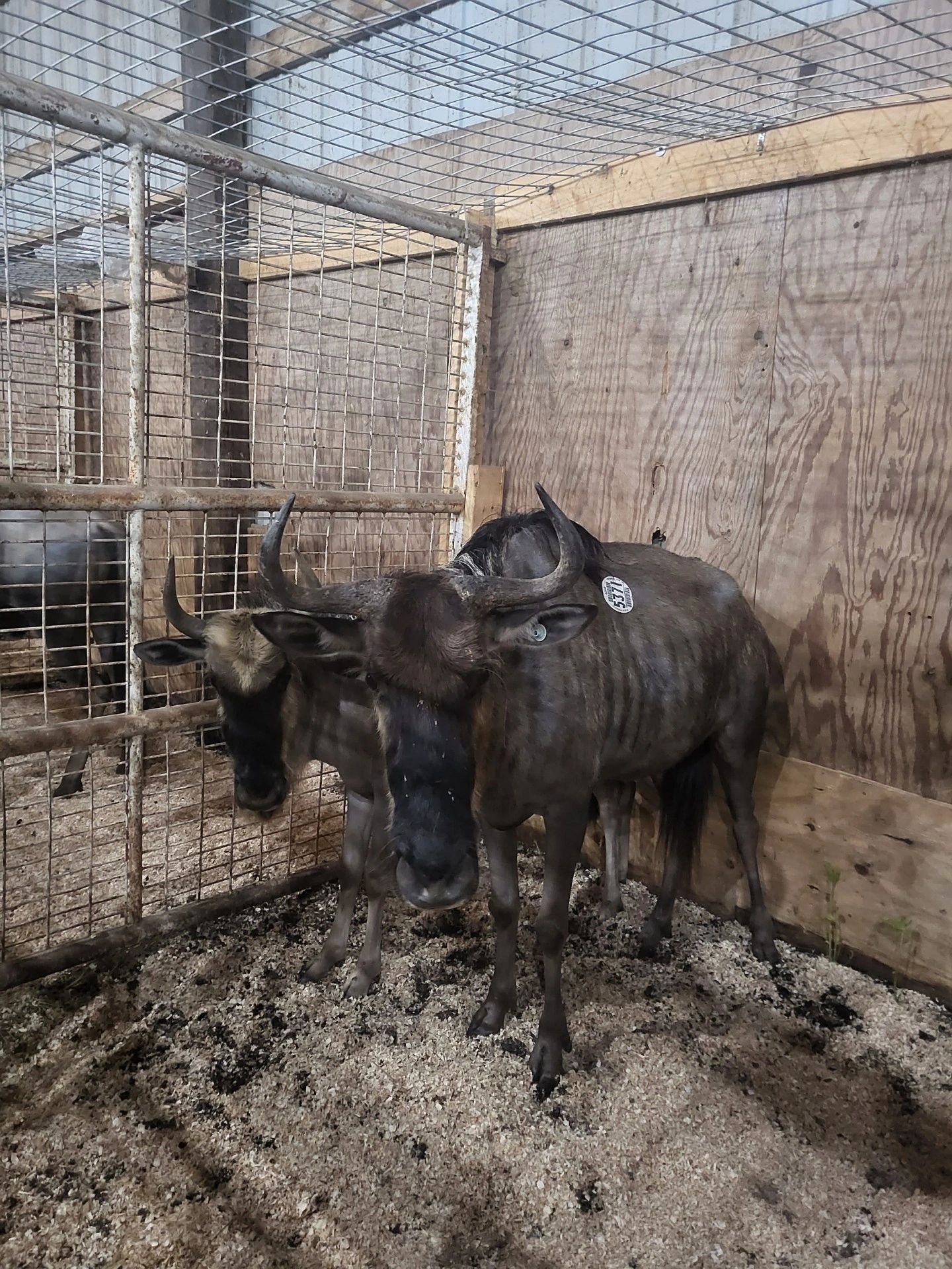 Exotic Animal Auctions Near Me 05 - pwal049