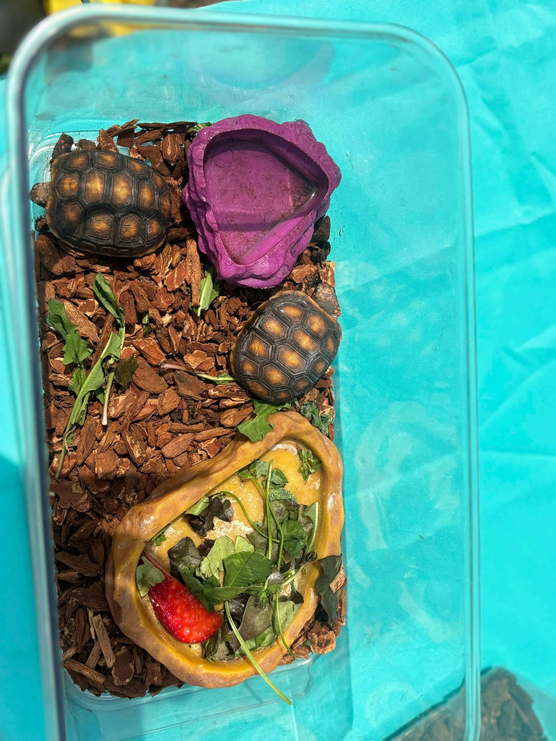 Red Foot Tortoise red-foot-tortoise