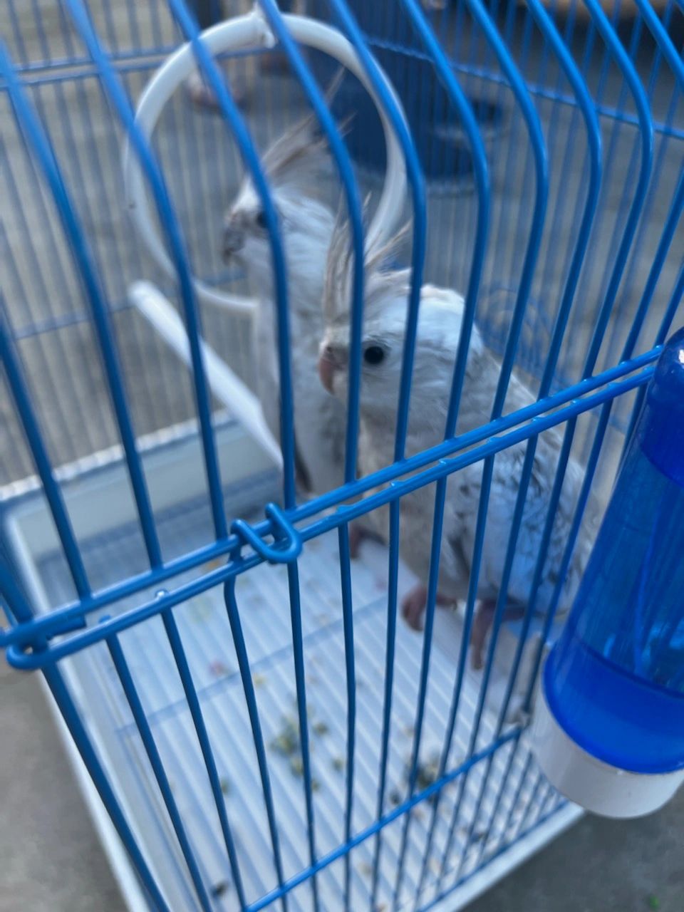White Face Cockatoo warm-room-consignments
