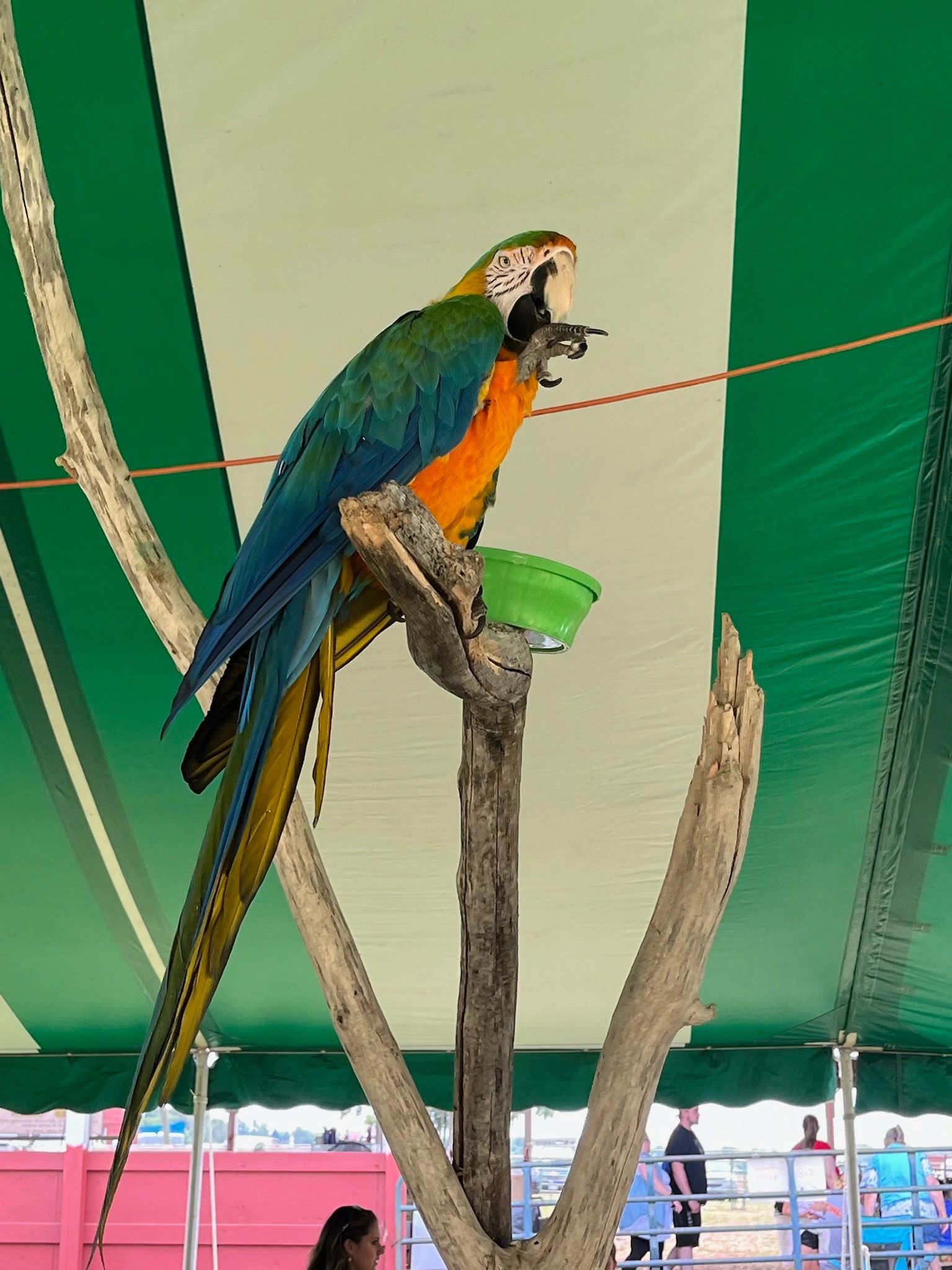 Catalina Macaw catalina-macaw