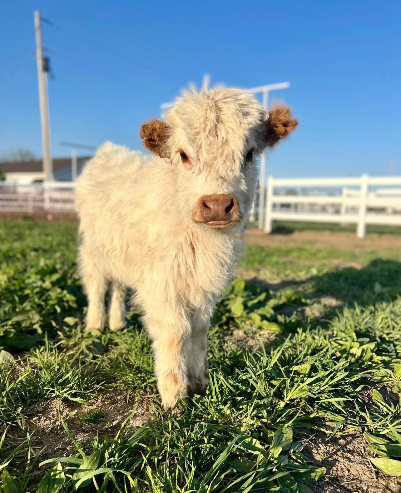 Small Animal Auction Pa - w2n4shl