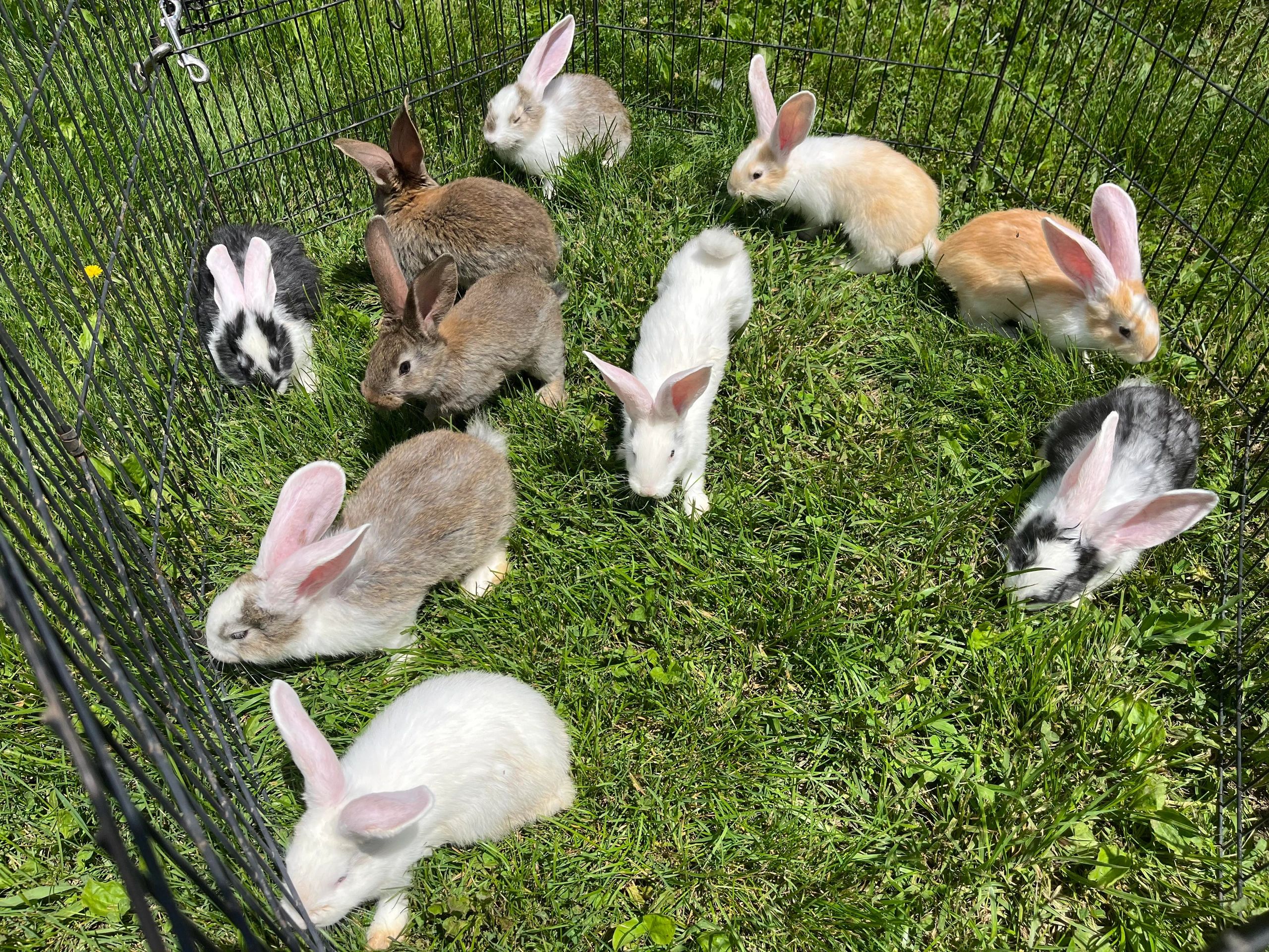 Baby Continental Giant Rabbits