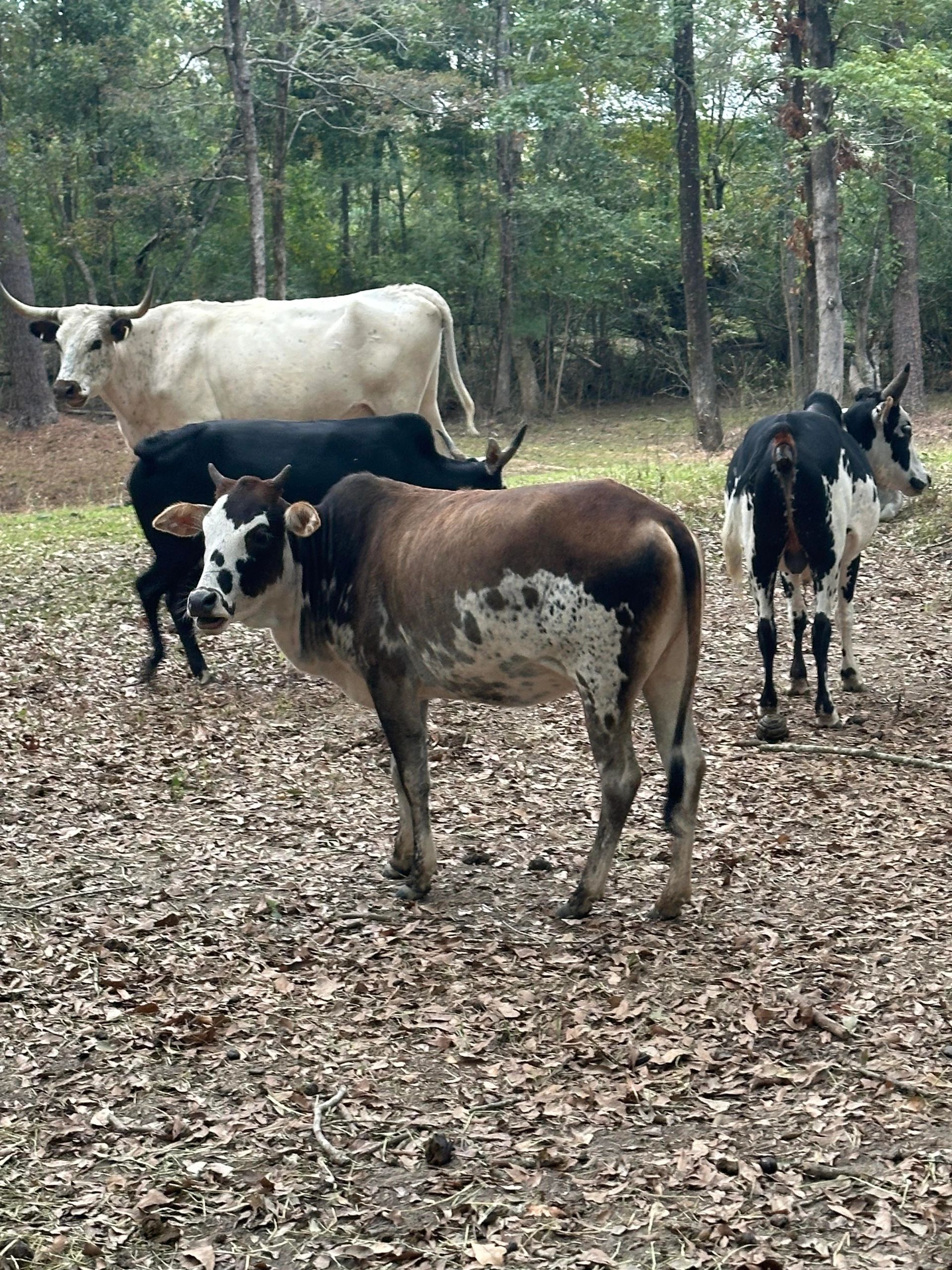 Zebu Cattle