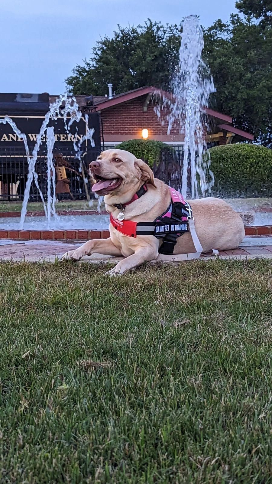 Private Dog Trainer Personalized Service Dog Training Clearwater