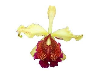 Discover the Vero Beach Orchid Show 2025: A Blooming Extravaganza