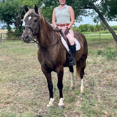 Drop Dead Gorgeous Black SHIRE Mare Super Safe and Really Rides
