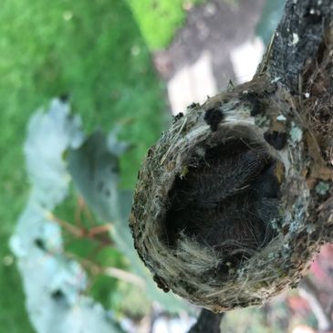 hummingbird nest