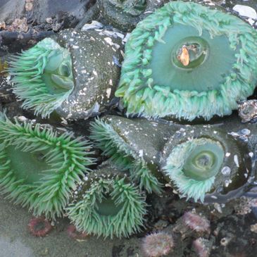 sea anemone in the ocean