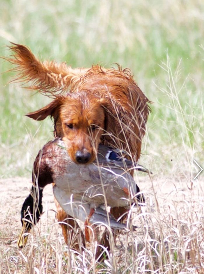 Golden Retrievers with great work ethics
