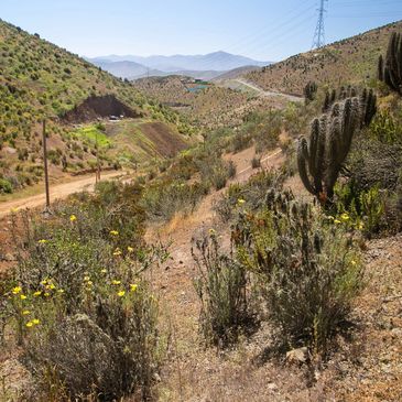 Dry desert landscape with cactus and yellow flowers under a clear sky.