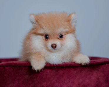 puppy photography, Pomeranian 