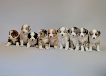 Puppy photography