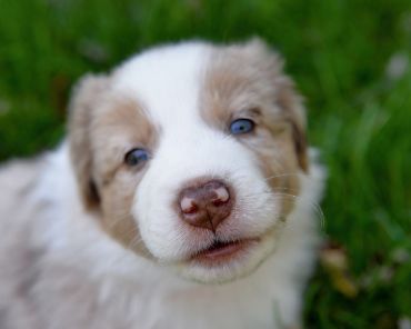 puppy photography, 