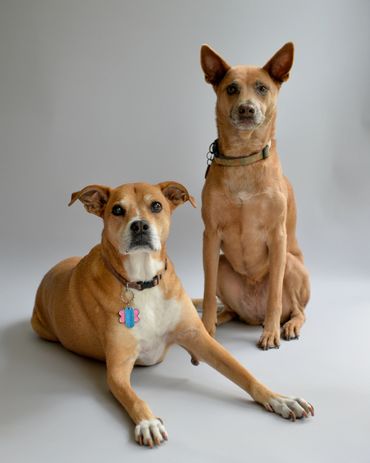 dog photography