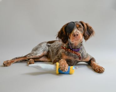 Dog Photography, 