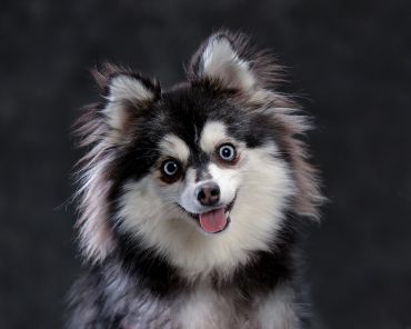 Pom-sky, Puppy photography, dog photography, 