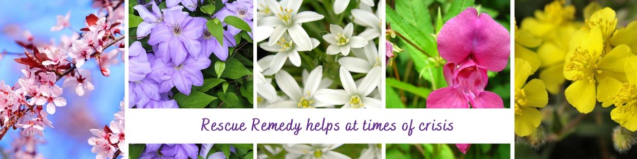 Five pictures of each Flower in the Rescue Remedy