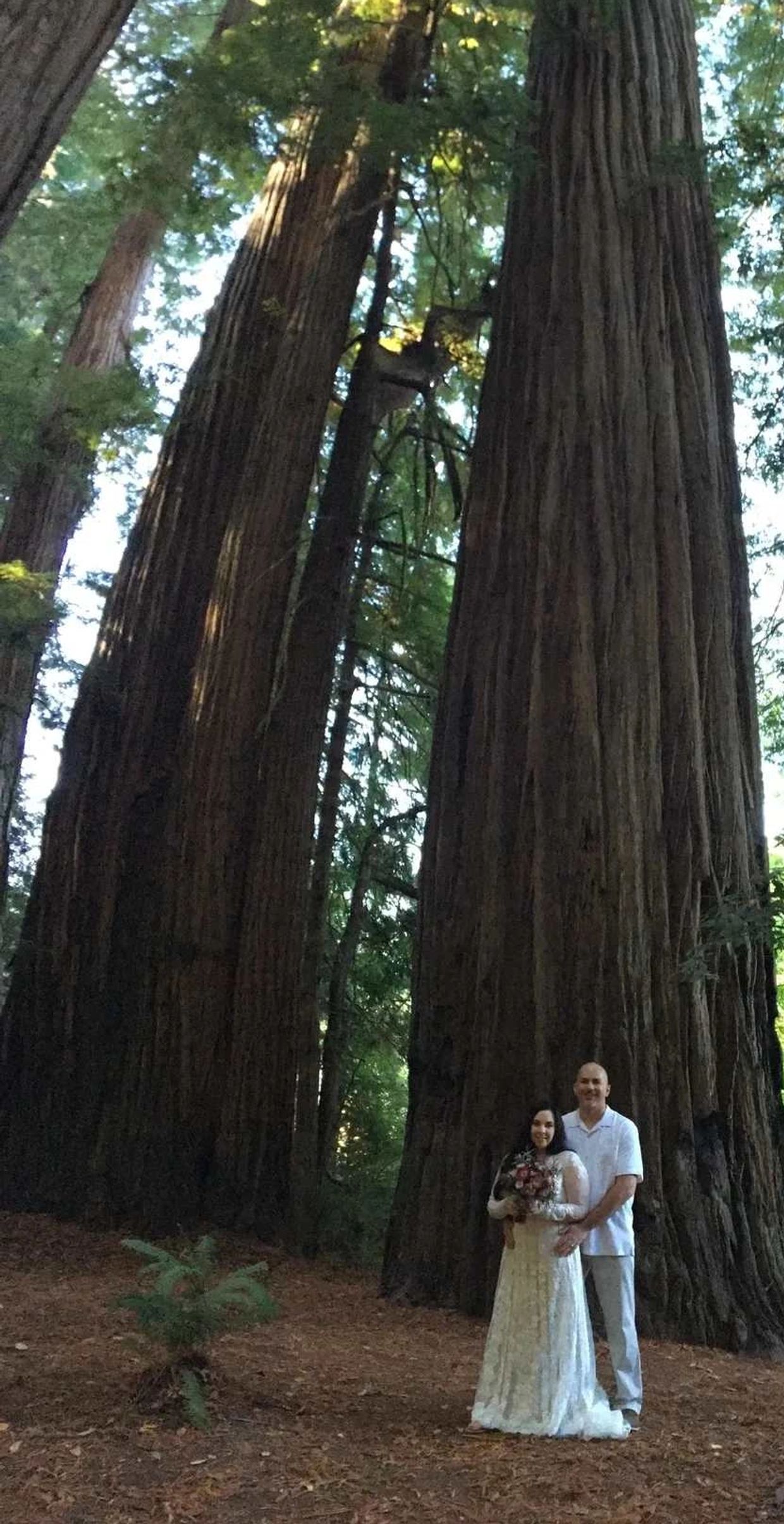 redwood trees