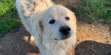 Pyrenees Maremma Livestock Guardian Dog