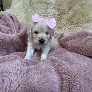 Female English Cream Golden Retriever puppy with pink bow 
