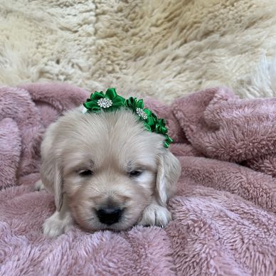 Adorable English Cream Golden Retriever puppy 