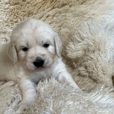 Sweet English Cream Golden Retriever puppy 