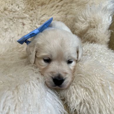 Handsome English Cream Golden Retriever puppy 