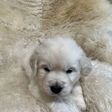 Snuggly English Cream Golden Retriever puppy 