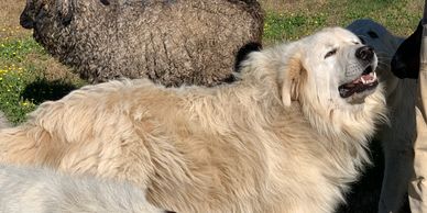 Pyrenees Maremma Livestock Guardian Dog