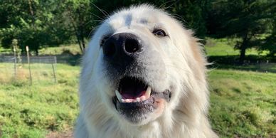 Pyrenees Maremma Livestock Guardian Dog