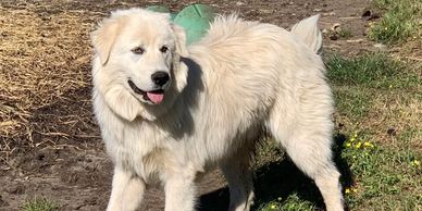 Pyrenees Maremma Livestock Guardian Dog