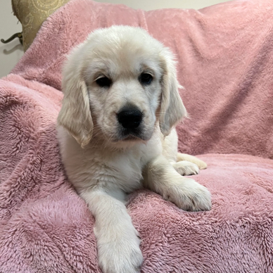 10 week old female English Cream Golden Retriever sitting on a pink blanket