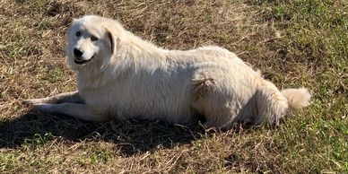 Pyrenees Maremma Livestock Guardian Dog